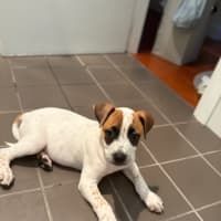 Photo of Tiny   11 Week Old Cattle Dog X (Trial 28/1)