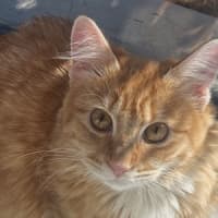 Photo of Willow (Fostered In Perth)