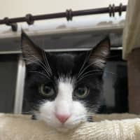 Photo of Gochi