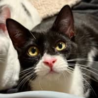 Photo of Freddie Purrcury