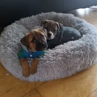 Photo of Milo (Was Ollie)