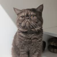 Photo of Kingston