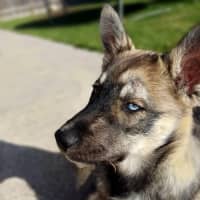 Photo of Judd Nelson