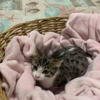 Photo of Socks 