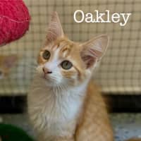 Photo of Oakley