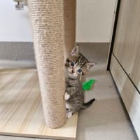 Photo of C1336 Batman