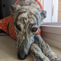 Photo of Luna, The 2 Year Old Greyhound