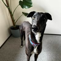 Photo of Joey, Greyhound