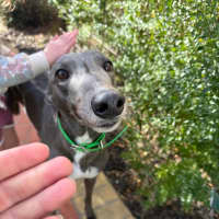 Photo of Louise 28kg