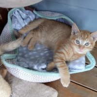 Photo of Charlie (Was Nutmeg)