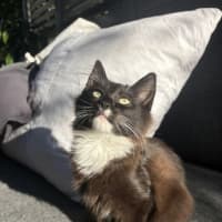 Photo of Tulli   13 Week Old Domestic Medium Hair