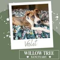 Photo of Violet