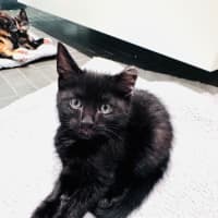 Photo of Pumpernickle