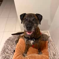 Photo of Dexter