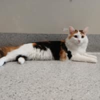 Photo of Briar
