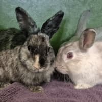 Photo of Twizzler (Bonded With Skittle)