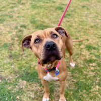 Photo of Taffy *$150 Adoption Fee*