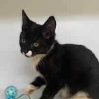 Photo of Shanti (9965)