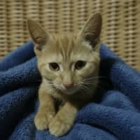 Photo of Pumpkin Pie