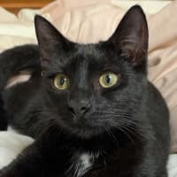 Photo of Aglaea Nova