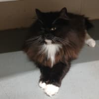 Photo of Neko