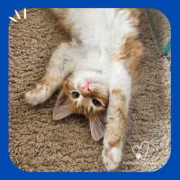 Photo of Peanut