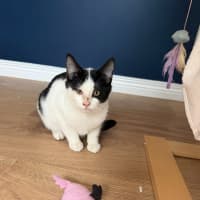 Photo of Dandelion