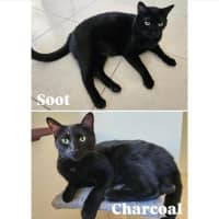 Photo of 8934/5   Charcoal & Soot