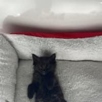 Photo of Charlie Meet Me@Petstock Keysborough Store 