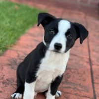 Photo of White Knight 