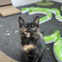 Photo of Queenie