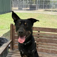 Photo of Buddy