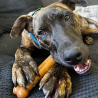 Photo of Scoobie 