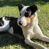 Photo of Toby   2 Year Old Border Collie