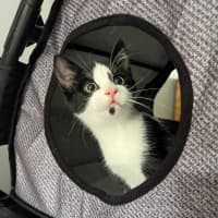 Photo of Benji & Bonnie 🐈🌷