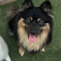 Photo of Milo