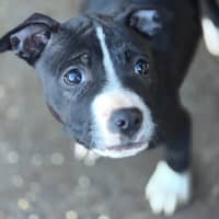 Photo of Cheerilee