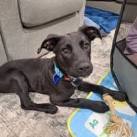 Photo of Buddy   7 Month Old Kelpie X