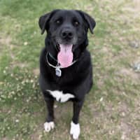 Photo of Boomie Imp 2716