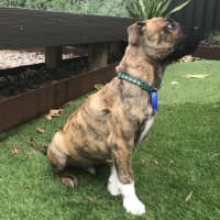 Photo of Ridge   14 Week Old Ridgeback X