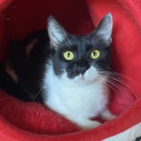 Photo of Shadow
