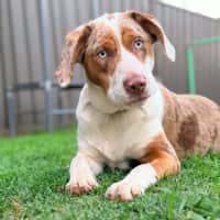 Photo of Nova