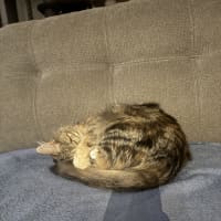 Photo of Samara Mae 
