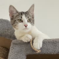 Photo of Amity (9967)