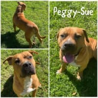 Photo of Peggy Sue
