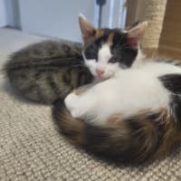 Photo of Pawla