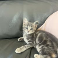 Photo of Pip