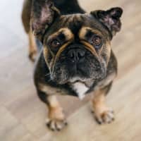 Photo of Bear   6 Year Old French Bulldog