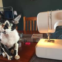 Photo of Diesel & Maggie