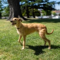 Photo of Rocky Gainsborough